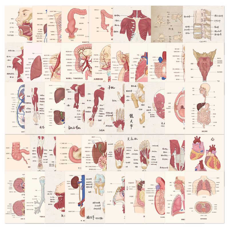 50 Diagramas De Anatomía Pegatinas Impermeables